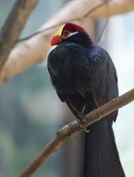 Violet Turaco