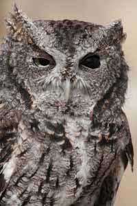 Eastern Screech Owl