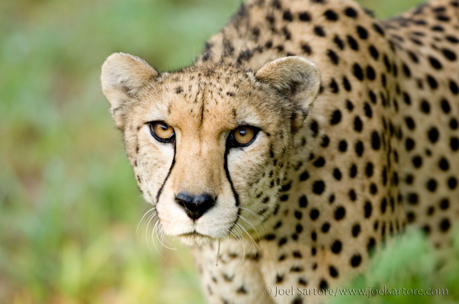 Cheetah Looking Head On