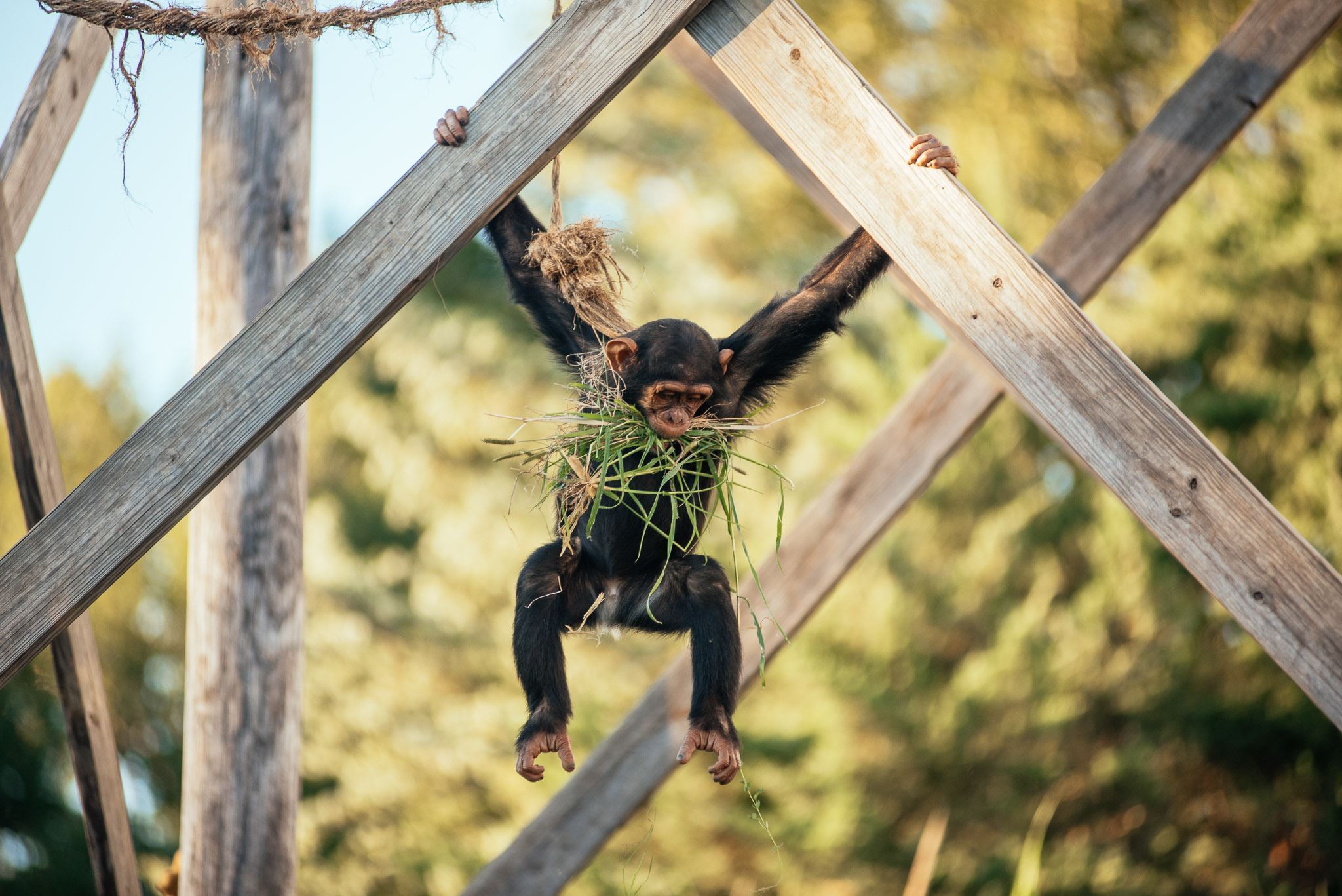 Chimpanzee Hanging From Boards with Grass in Its Mouth