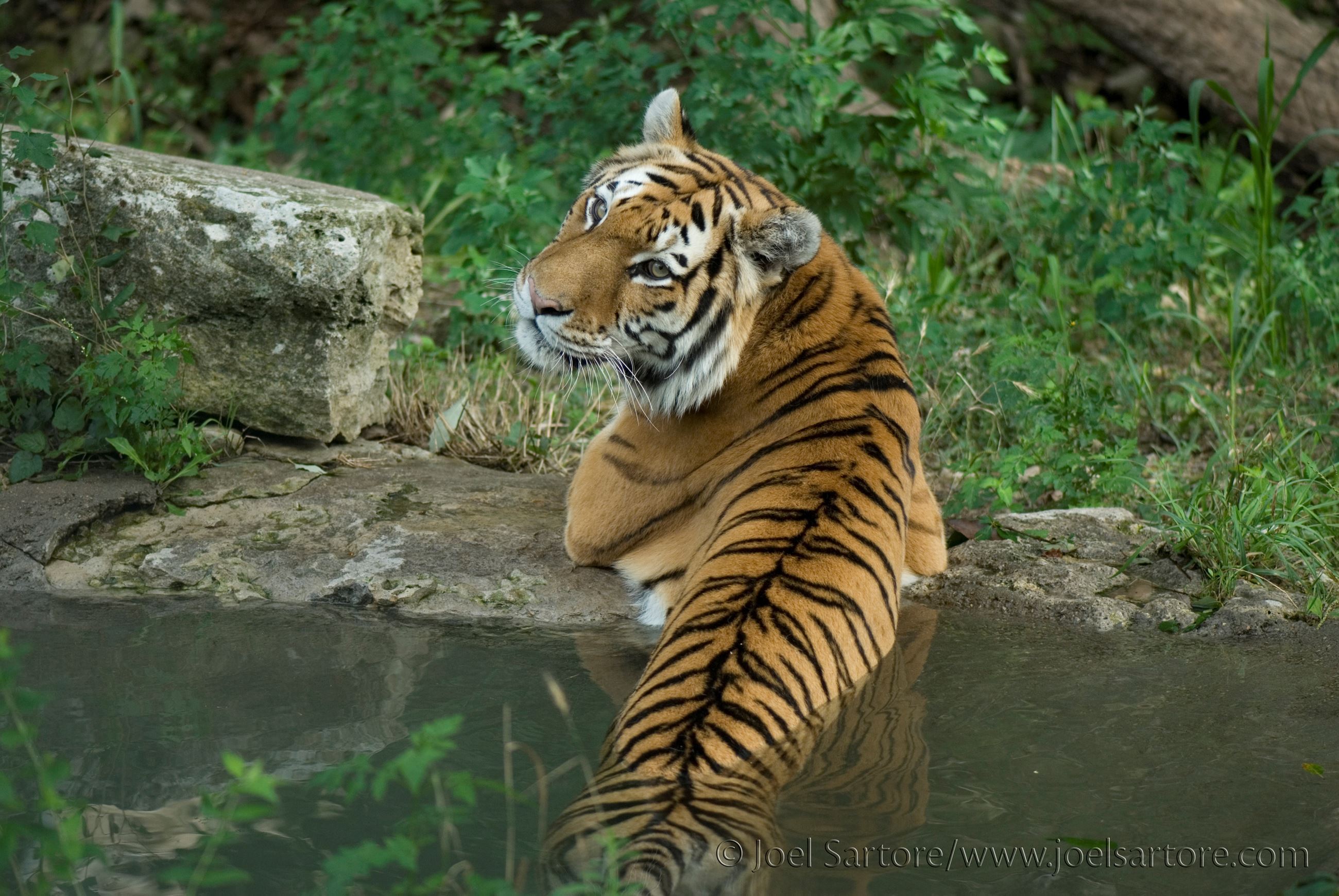 Malayan Tiger Emerging From Water
