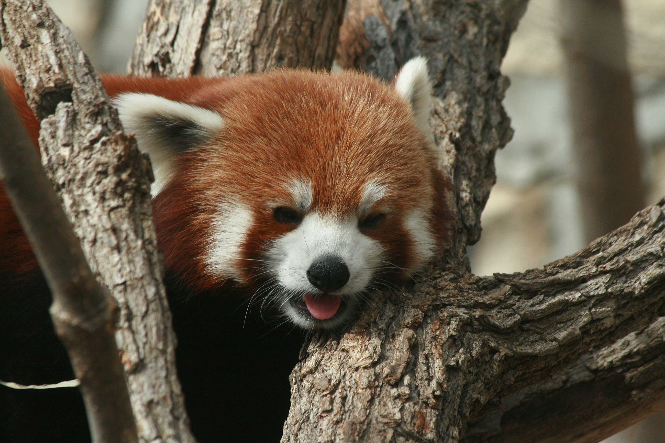 Red Panda Sleeping in a Tree