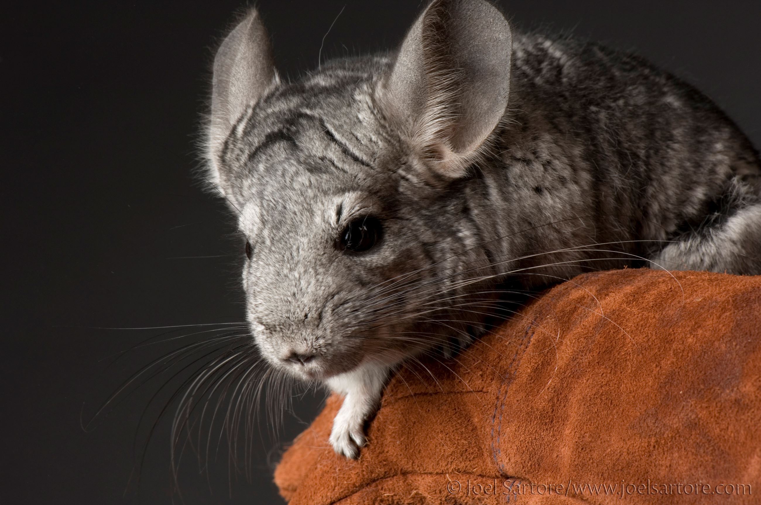 Long-Tailed Chinchilla 1