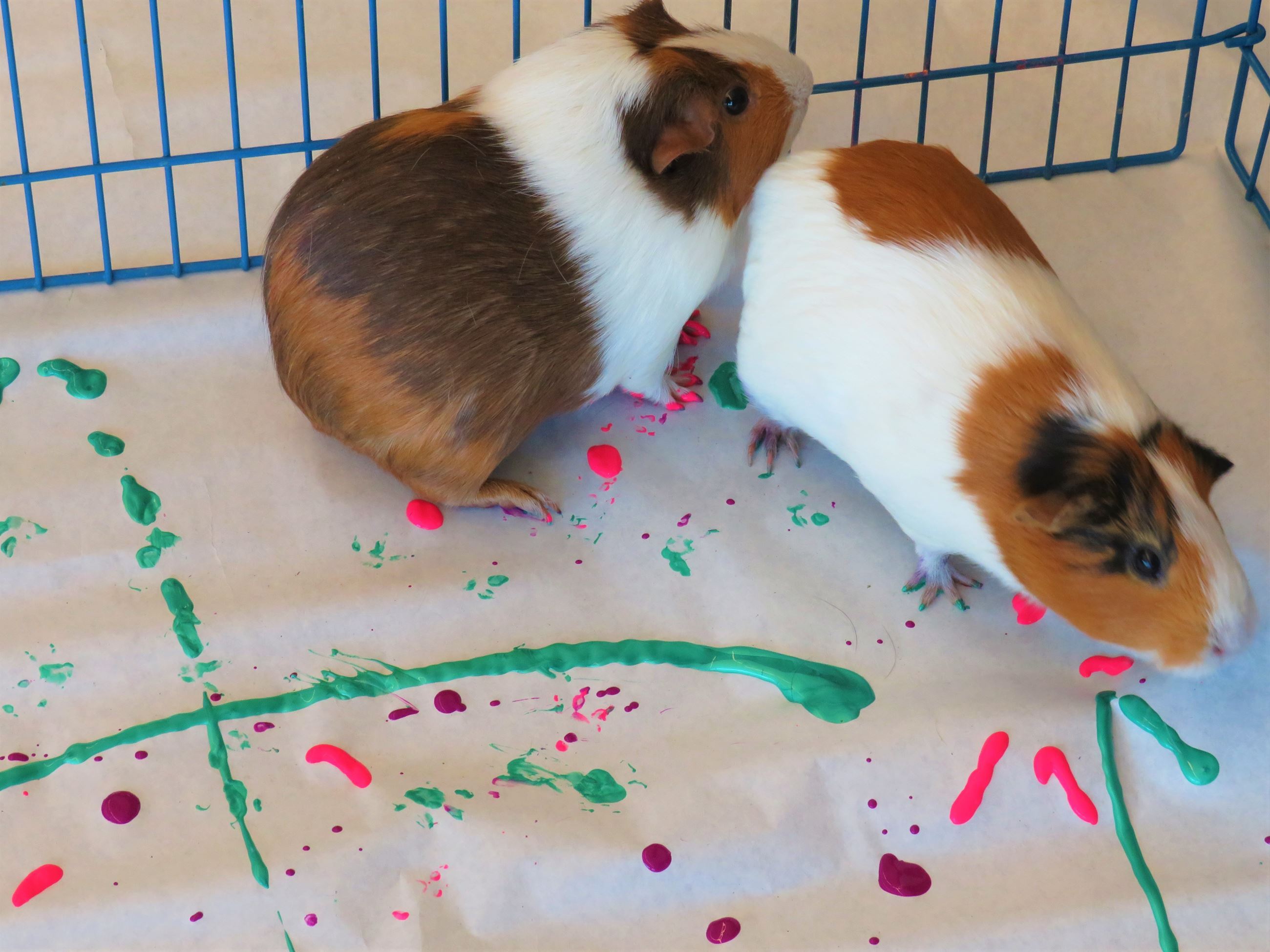 Two Guinea Pigs
