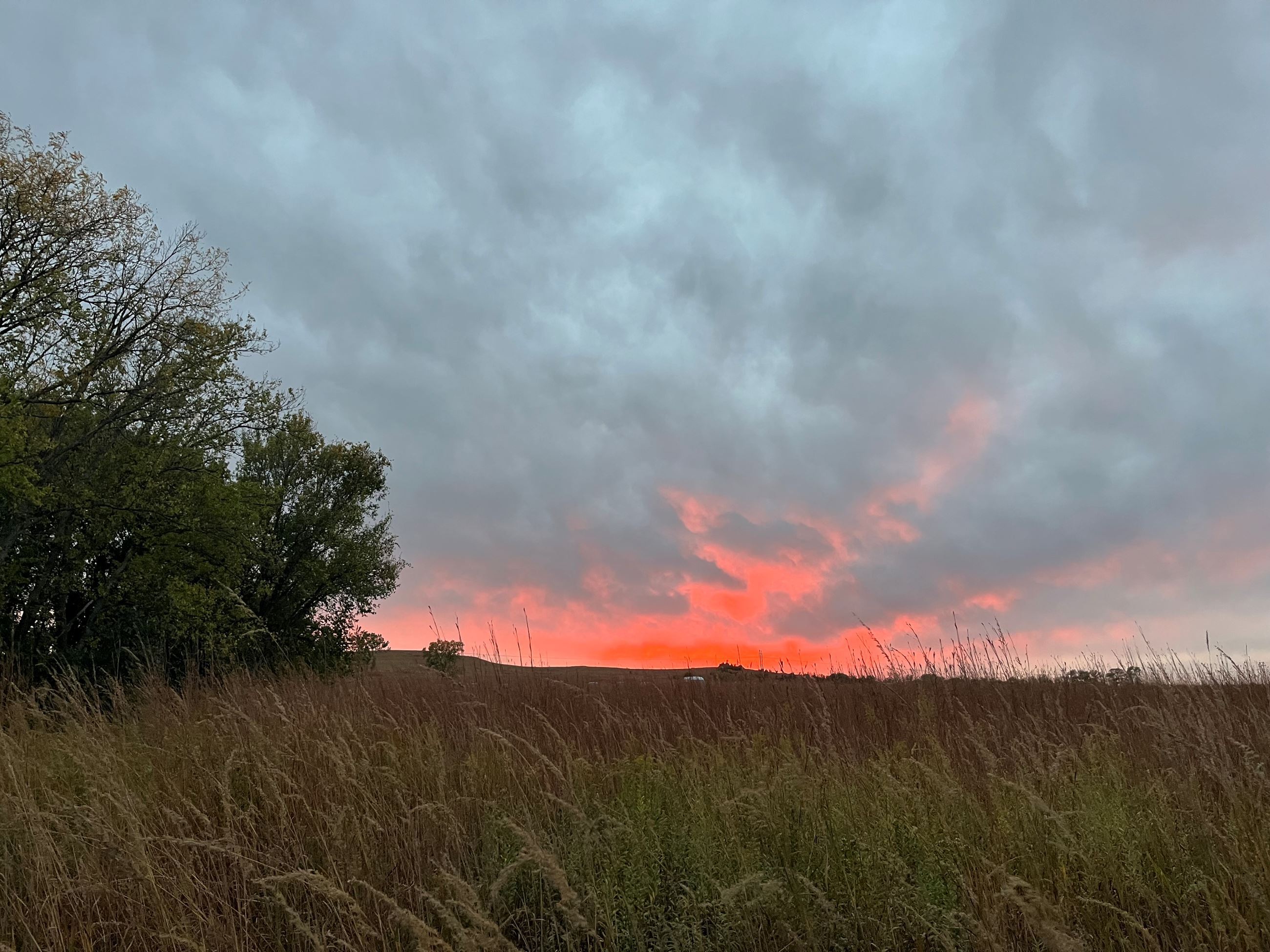 Tall grass and sunset