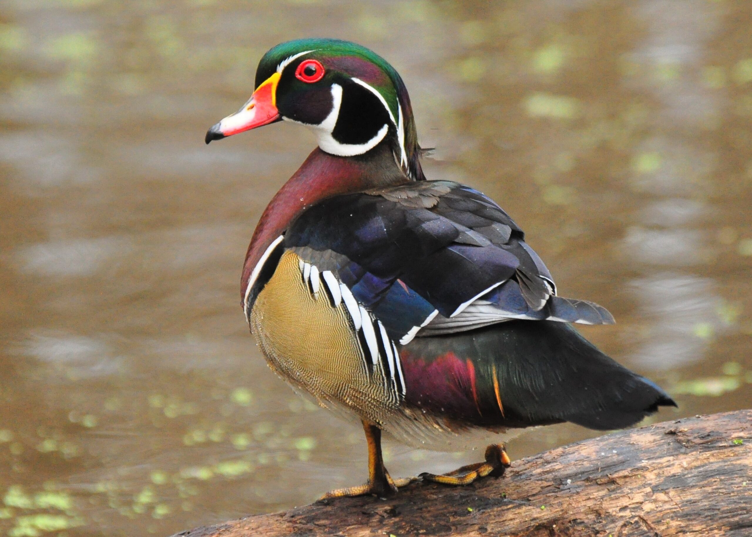 Wood Duck Image