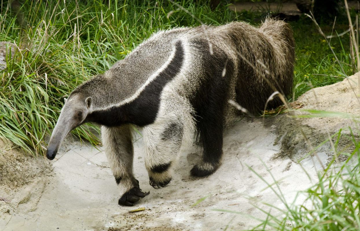Giant Anteater Image